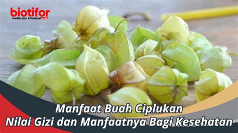 Manfaat Buah Ciplukan: Nilai Gizi dan Manfaatnya Bagi Kesehatan - Biotifor