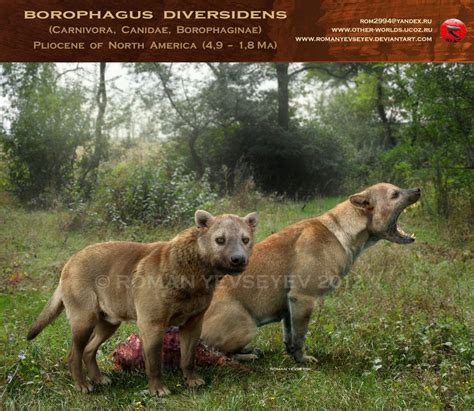 Borophagus diversidens by RomanYevseyev on DeviantArt