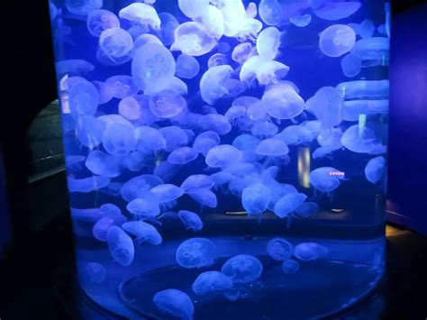 Moon Jellyfish Care Guide | Everything To Know | Exotic Pets