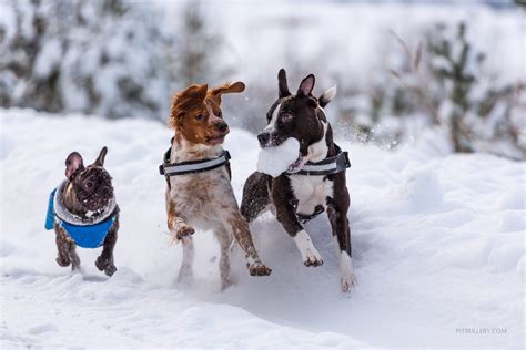 Snow dogs dogs playing in the snow