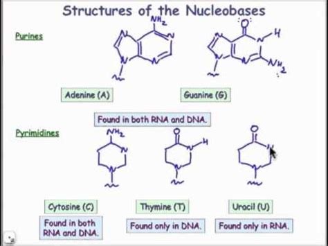 Structures of the Nucleobases - YouTube