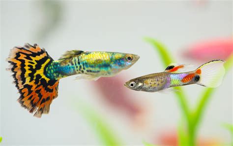 Endler Guppy vs Fancy Guppy - What are the Differences & Similarities?