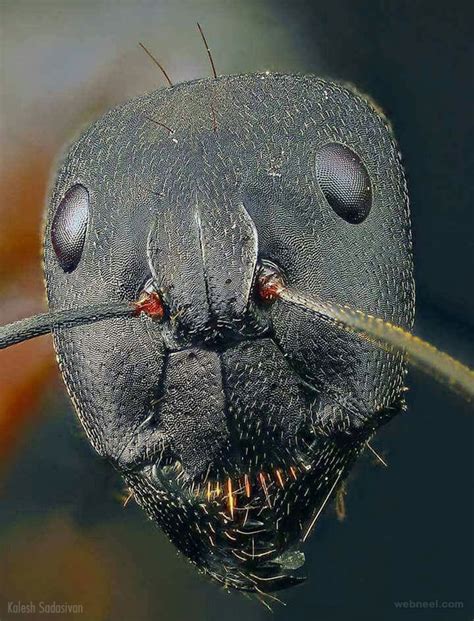 Ant Face Macro Photography By Kaleshsadasivan