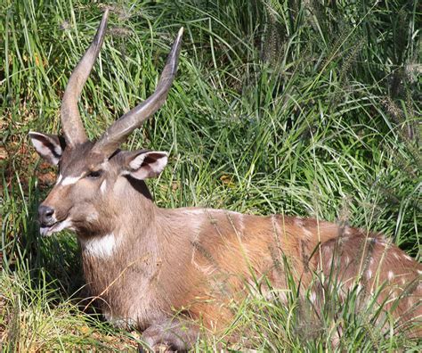 Sitatunga: Species in World Land Trust reserves