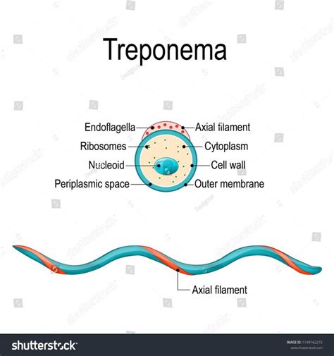 Structure Treponema Treponema Pallidum Spirochaete Bacterium Stock ...