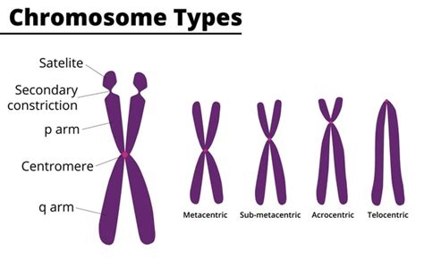 Centromere Types