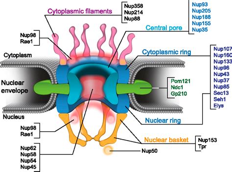 Figure 1 from Nuclear pore proteins and the control of genome functions ...