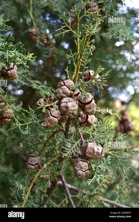 Cones cupressus hi-res stock photography and images - Alamy