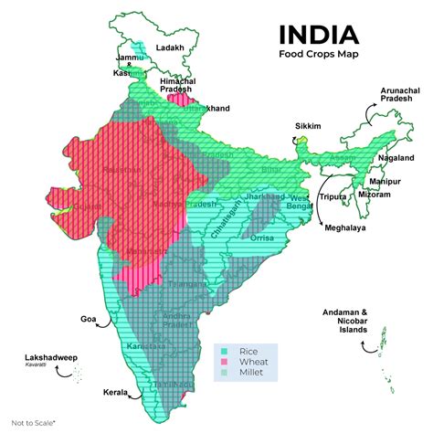 Major Food Crops in India - GeeksforGeeks