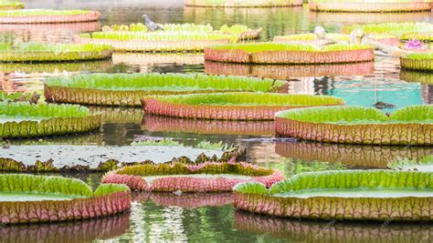 Premium Photo | Victoria, giant lotus flower