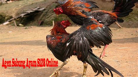 Agen Sabung Ayam S128 Online - Game Online Web Penghasil Uang