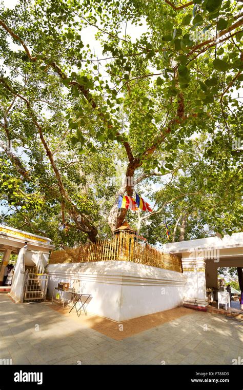 Mahabodhi Temple Bodhi Tree