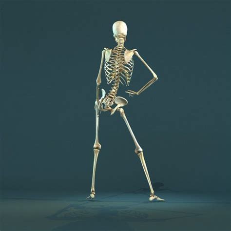 Skeletons에 있는 핀