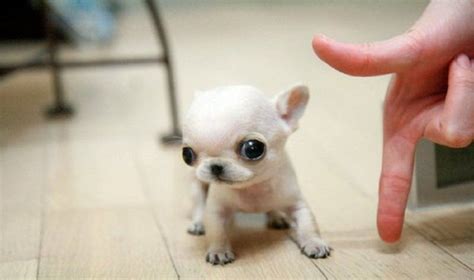 Los 25 cachorros miniatura más HERMOSOS del mundo ¡Los amarás! | Cute ...