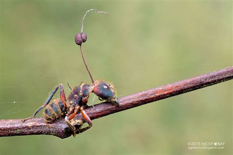 Pin on Cordyceps