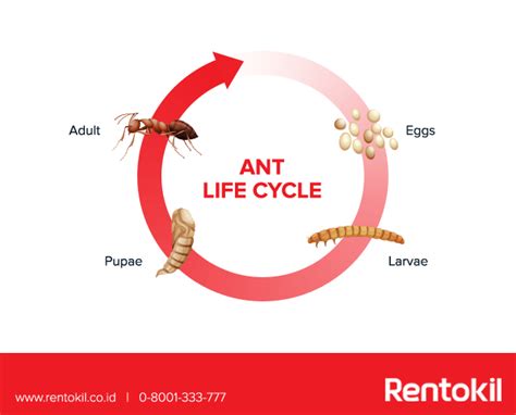 Carpenter Ants Life Cycle Timeline - Picture Of Carpenter