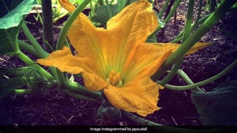 Pumpkin Plant Only Has Male Flowers | Best Flower Site