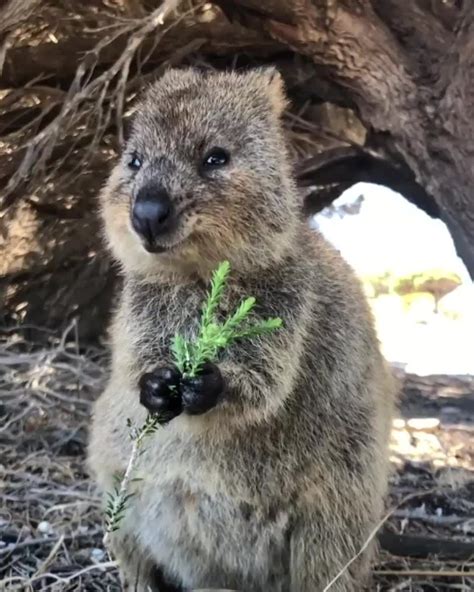 🔥 This happy Quokka eating some leaves 🔥 : r/NatureIsFuckingLit