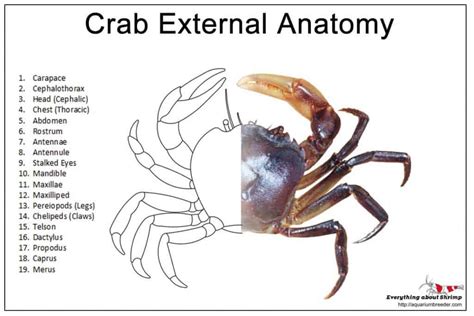 Crab External Anatomy - Shrimp and Snail Breeder