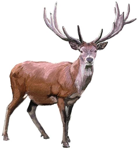 Free Realistic Reindeer Cliparts, Download Free Realistic Reindeer ...