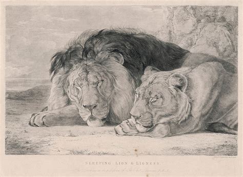 A Sleeping Lion And Lioness Drawing by Mary Evans Picture Library ...