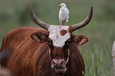 Cattle Egret | Cow photos, Wildlife animals, Bird pictures