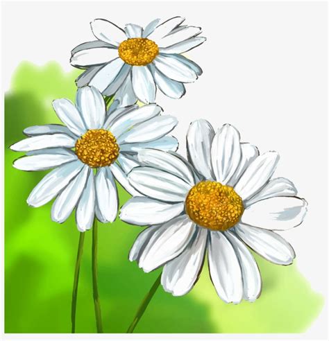 Daisy Flower Drawing | Best Flower Site