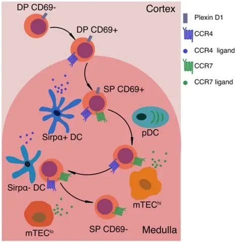 What is the Role of Apoptosis in Immunologic Tolerance? - Pathosomes