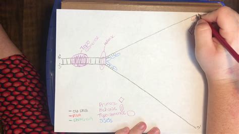 draw a picture of dna replication - mybodyartforkids