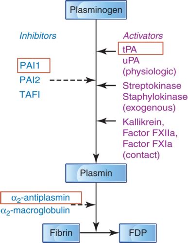 The Fibrinolytic system Flashcards | Quizlet