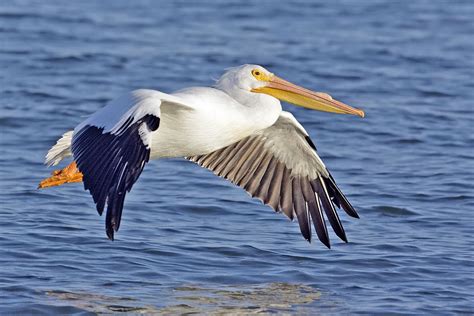 TPWD: Texas Whooper Watch: Whooping Crane Look-alikes