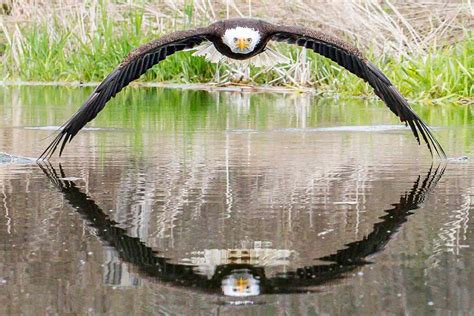 Photographer Gets Stunning Symmetrical Shot of Bald Eagle