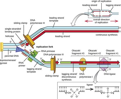 Dna Primase Vs Rna Primase