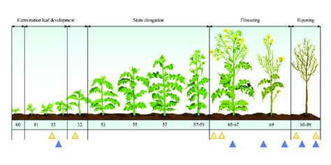 Growth stages in spring oilseed rape. Triangles indicate stages when ...