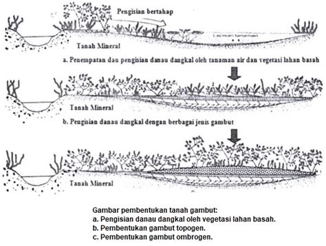 Tanah Gambut (Pengertian, Pembentukan, Karakteristik dan Jenis ...