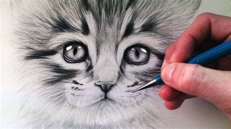 How To Draw A Realistic Kitten Step By Step