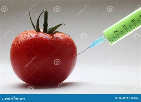 GMO tomato stock image. Image of hand, plant, agriculture - 16262673