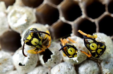 What Does a Yellow Jacket Nest Look Like - Do it Yourself Pest Control