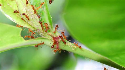 Ants Eating Aphids - Video and Photos, Aphid Video, Ants and Aphid