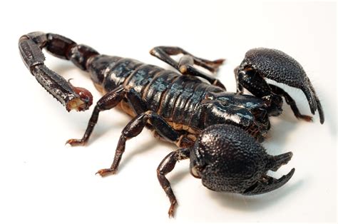 Scorpions as Arachnids: Uncovering Their Fascinating World