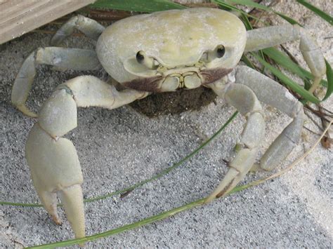 Blue Land Crab, Florida Keys | Blue Land Crab, Cardisoma gua… | Flickr