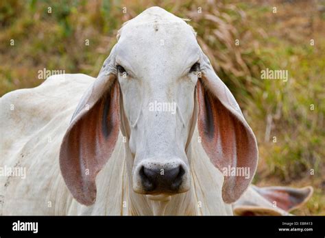 Zebu Cattle Breeds