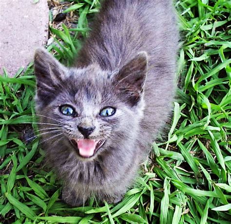 Yelling Cat | Flickr - Photo Sharing!