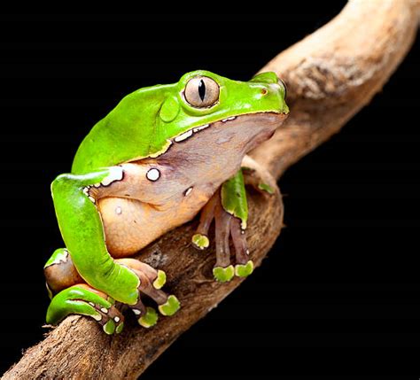 Waxy Monkey Tree Frog Stock Photos, Pictures & Royalty-Free Images - iStock