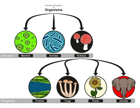 What are the Three Domains of Life? | MooMooMath and Science