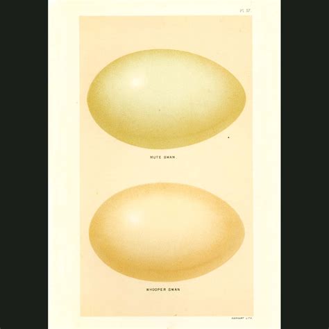 Swan Eggs. Fine art print.