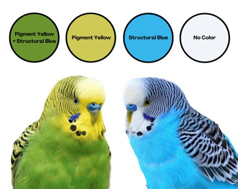 Parakeet Colors Varieties