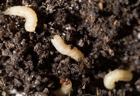 The Best Way to Get Rid of Tiny White Bugs in Soil - AGreenHand