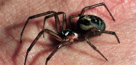 How dangerous are false widow spiders? | Natural History Museum