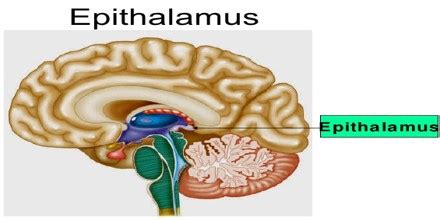 Epithalamus - Assignment Point